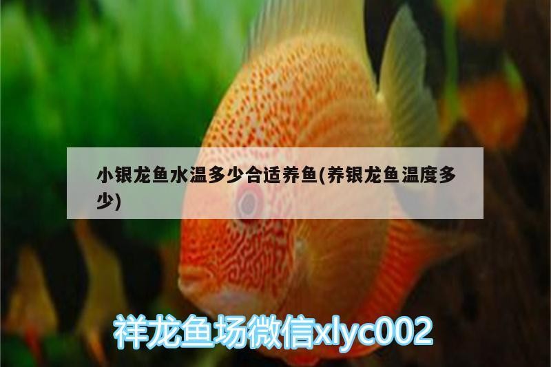 小銀龍魚水溫多少合適養魚(養銀龍魚溫度多少)