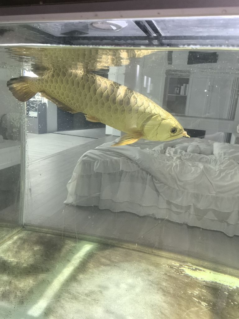 龍魚爛尾，早幾日不會就是吃了新買回來的一批小魚就搞成這個樣子了，求大神指導。。怎么解決，目前應急辦法加溫加鹽加黃粉了