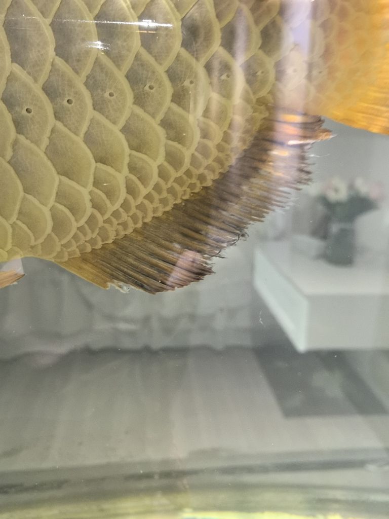 龍魚爛尾，早幾日不會就是吃了新買回來的一批小魚就搞成這個樣子了，求大神指導。。怎么解決，目前應急辦法加溫加鹽加黃粉了