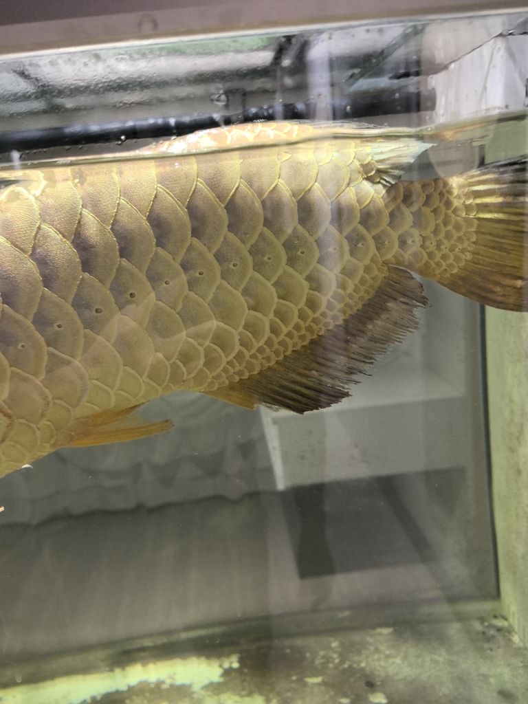 龍魚爛尾，早幾日不會就是吃了新買回來的一批小魚就搞成這個樣子了，求大神指導。。怎么解決，目前應急辦法加溫加鹽加黃粉了