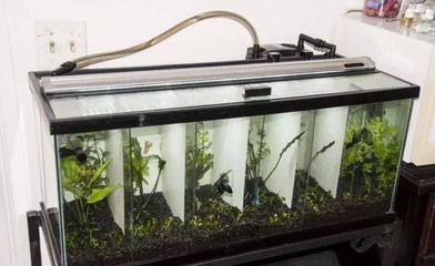 斗魚魚缸制作：斗魚的飼養入門指南