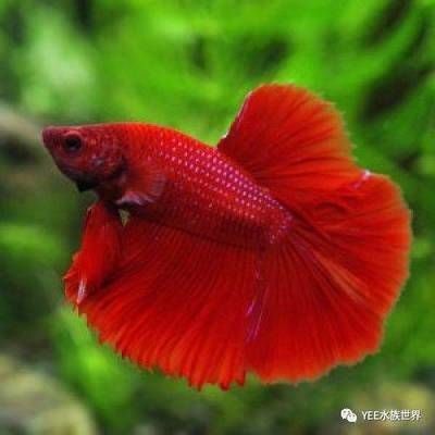 斗魚魚缸制作：斗魚的飼養入門指南