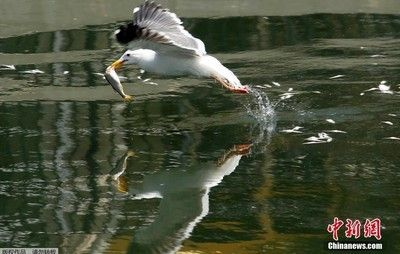 虎魚網：新疆廣播電視臺的官方網站虎魚網在線直播服務 虎魚網：新疆廣播電視臺的官方網站虎魚網在線直播服務 虎魚百科 第3張
