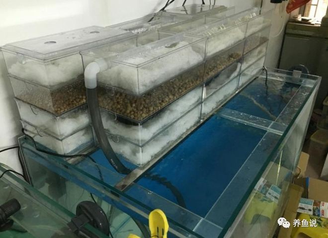 紅寶石魚缸造景（紅寶石魚缸造景圖片）