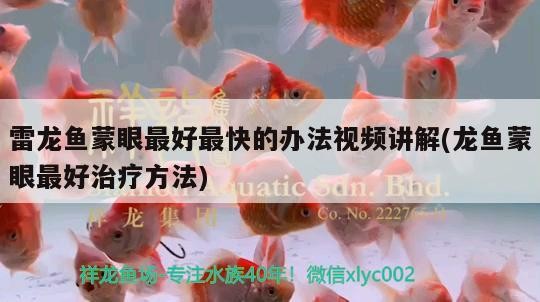 雷龍魚蒙眼最好最快的辦法視頻講解(龍魚蒙眼最好治療方法)