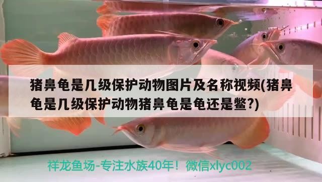 豬鼻龜是幾級保護動物圖片及名稱視頻(豬鼻龜是幾級保護動物豬鼻龜是龜還是鱉?)