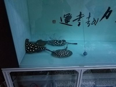 大魚缸側濾需要裝過濾器嗎？：魚缸過濾器原理是什么魚缸過濾器的原理是什么