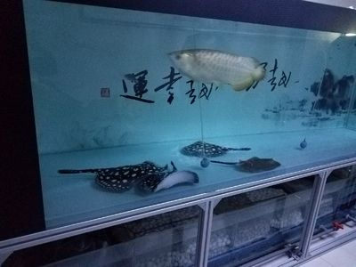 大魚缸側濾需要裝過濾器嗎？：魚缸過濾器原理是什么魚缸過濾器的原理是什么