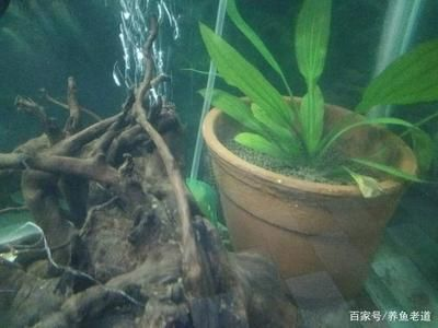 打掃魚缸的魚：助清理魚缸的魚類