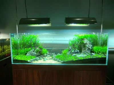 打掃魚缸的魚：助清理魚缸的魚類