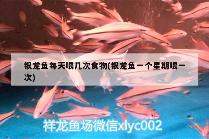 銀龍魚每天喂幾次食物(銀龍魚一個(gè)星期喂一次) 銀龍魚每天喂幾次食物(銀龍魚一個(gè)星期喂一次) 銀龍魚百科