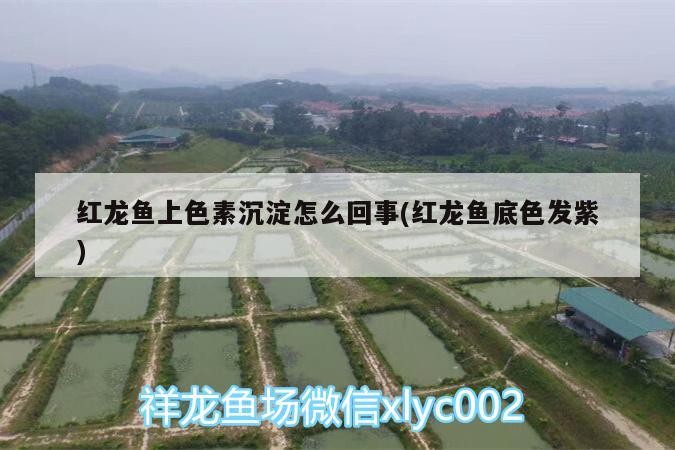 豬鼻龜二級(jí)保護(hù)動(dòng)物是什么動(dòng)物圖片(豬鼻龜是二級(jí)保護(hù)動(dòng)物嗎)