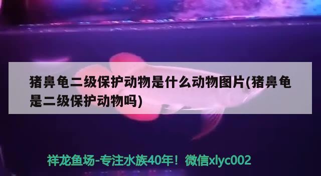 豬鼻龜二級(jí)保護(hù)動(dòng)物是什么動(dòng)物圖片(豬鼻龜是二級(jí)保護(hù)動(dòng)物嗎)