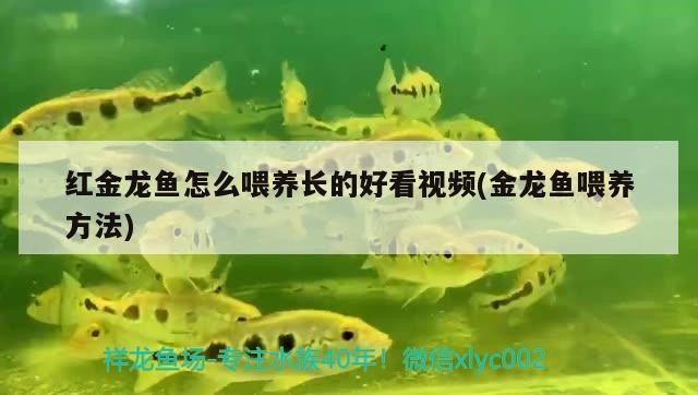龍魚虎魚吃什么長得快(龍魚和虎魚哪個長得快)