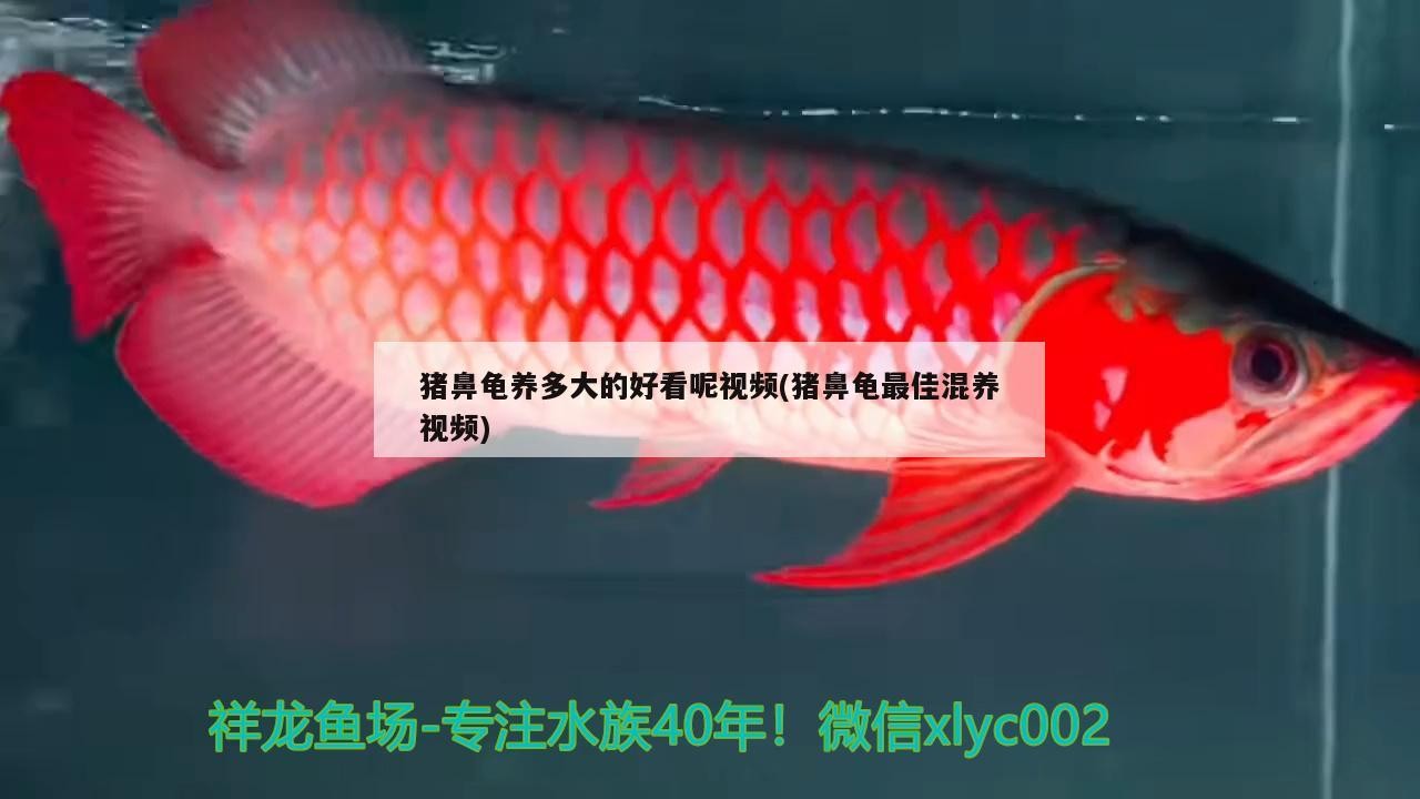 豬鼻龜養多大的好看呢視頻(豬鼻龜最佳混養視頻)