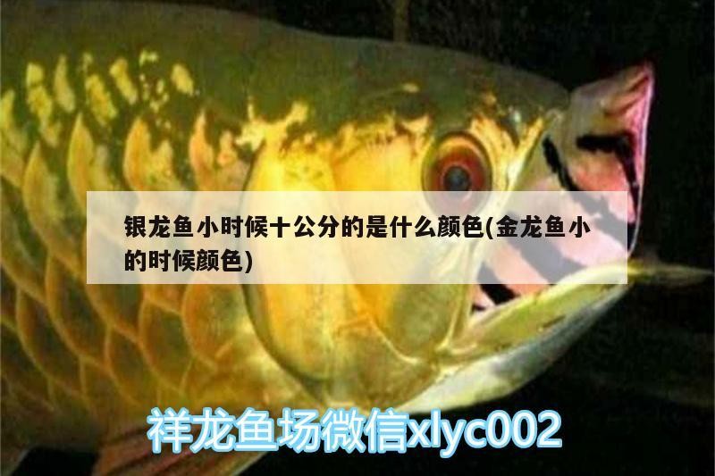 銀龍魚小時候十公分的是什么顏色(金龍魚小的時候顏色)
