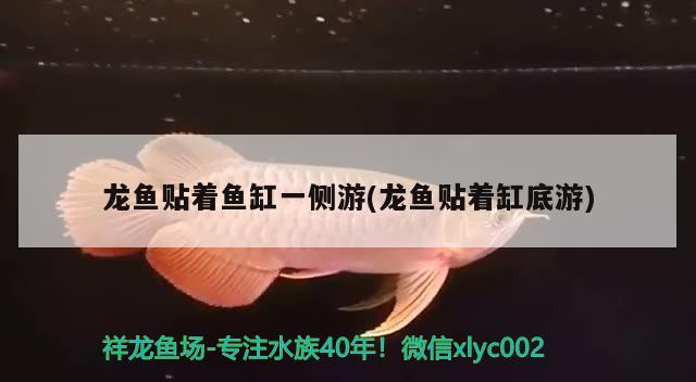 龍魚貼著魚缸一側游(龍魚貼著缸底游)