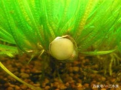 石家莊最大魚缸市場在哪里呀（石家莊最大魚缸市場在哪里呀）