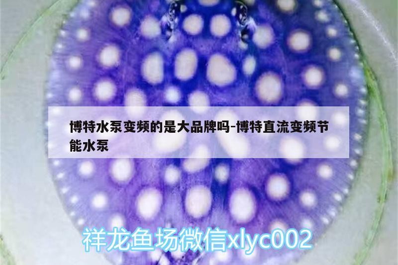 博特水泵變頻的是大品牌嗎:博特直流變頻節(jié)能水泵