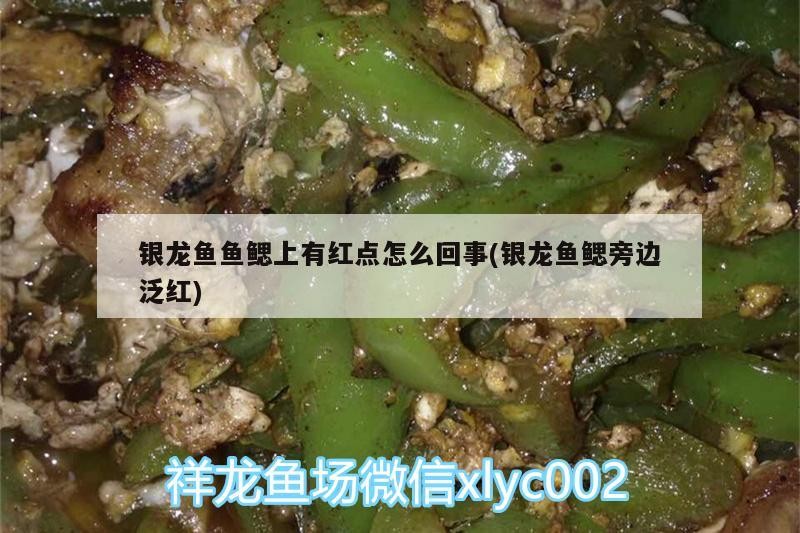 銀龍魚魚鰓上有紅點怎么回事(銀龍魚鰓旁邊泛紅)