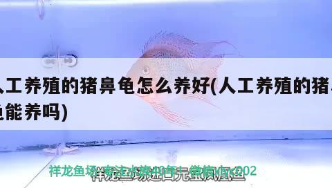 人工養殖的豬鼻龜怎么養好(人工養殖的豬鼻龜能養嗎)