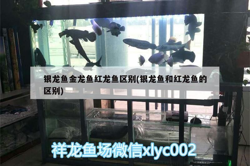 銀龍魚金龍魚紅龍魚區別(銀龍魚和紅龍魚的區別)