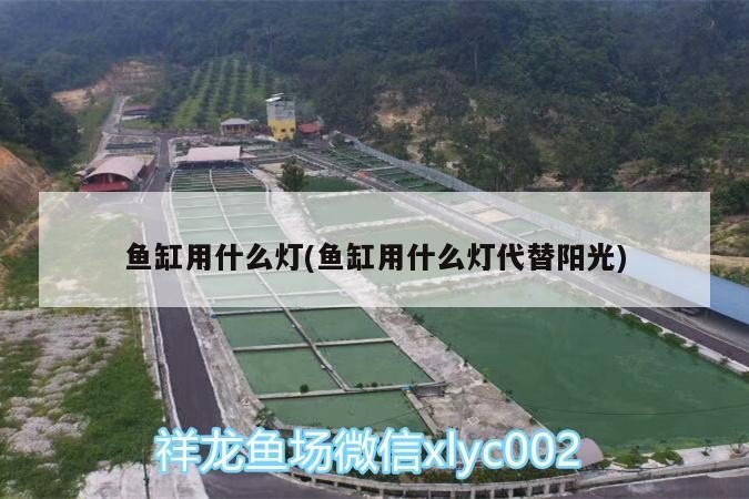 魚缸用什么燈(魚缸用什么燈代替陽光)