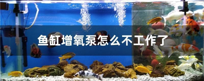 魏縣哪里有賣魚缸的店鋪(曹縣魚缸店)
