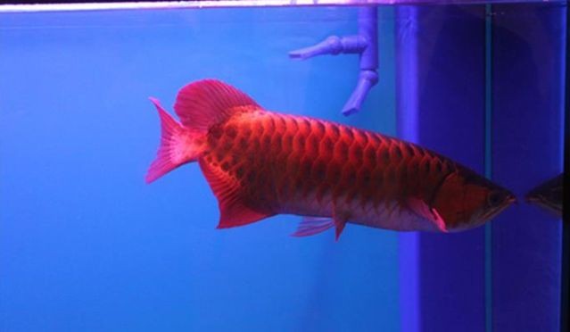 紅龍魚跳躍原因及對策：紅龍魚的跳躍行為可能由多種原因導致 紅龍魚跳躍原因及對策：紅龍魚的跳躍行為可能由多種原因導致 紅龍魚百科 第1張