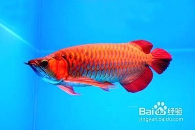 紅龍魚跳躍原因及對策：紅龍魚的跳躍行為可能由多種原因導致 紅龍魚跳躍原因及對策：紅龍魚的跳躍行為可能由多種原因導致 紅龍魚百科 第4張