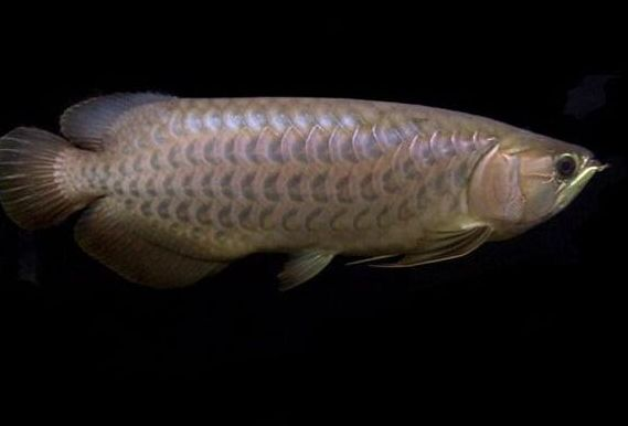 紅龍魚跳躍原因及對策：紅龍魚的跳躍行為可能由多種原因導致 紅龍魚跳躍原因及對策：紅龍魚的跳躍行為可能由多種原因導致 紅龍魚百科 第5張