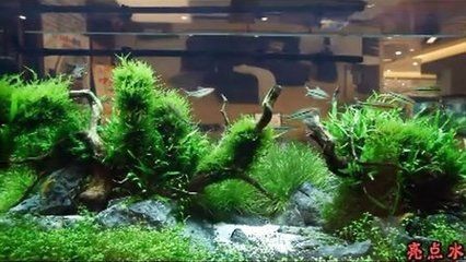 博山哪里買魚缸好點(diǎn):在博山購買魚缸有哪些好的建議? 魚缸百科 第4張 博山哪里買魚缸好點(diǎn):在博山購買魚缸有哪些好的建議? 博山哪里買魚缸好點(diǎn):在博山購買魚缸有哪些好的建議? 魚缸百科 第4張