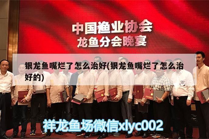銀龍魚嘴爛了怎么治好(銀龍魚嘴爛了怎么治好的)