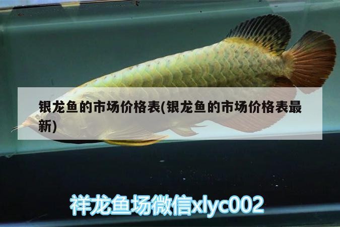 銀龍魚的市場價格表(銀龍魚的市場價格表最新)