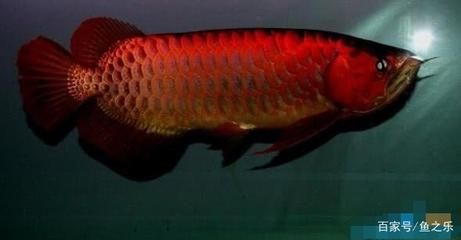 辣椒紅龍的快速發(fā)色技巧：如何讓辣椒紅龍快速發(fā)色