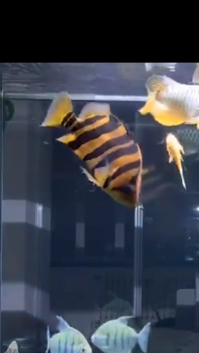 虎魚變色了