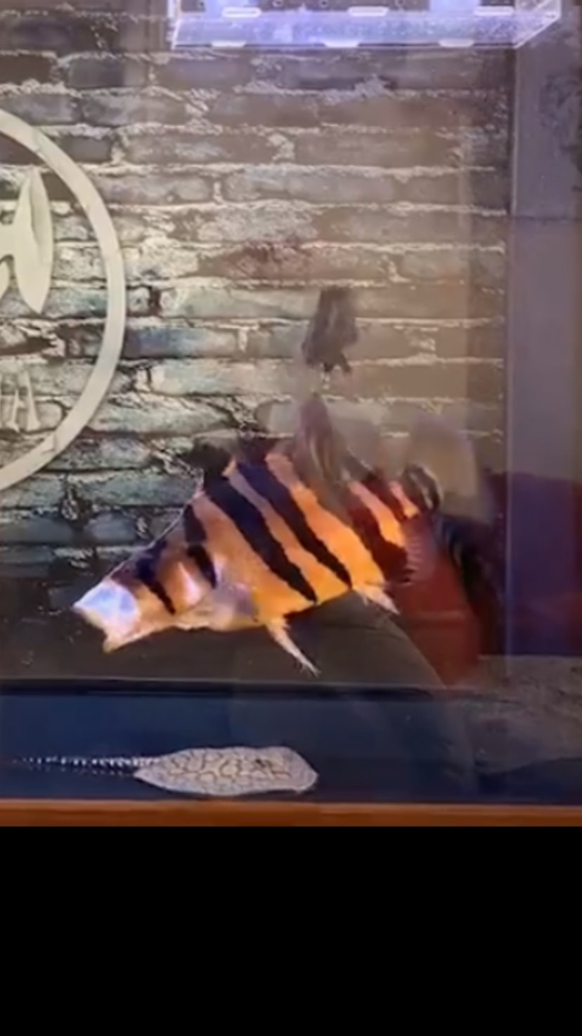 虎魚變色了