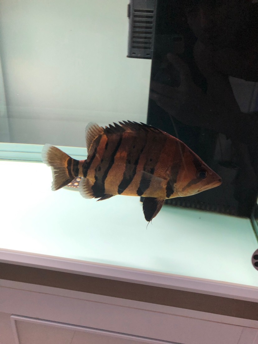 虎魚變色了