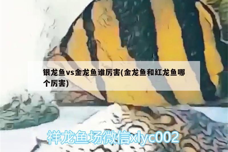 銀龍魚vs金龍魚誰厲害(金龍魚和紅龍魚哪個厲害)