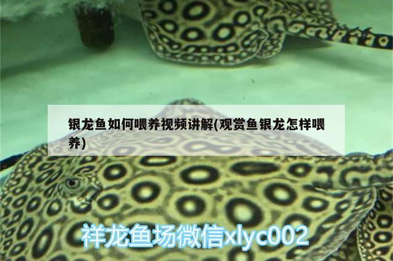 銀龍魚如何喂養視頻講解(觀賞魚銀龍怎樣喂養)