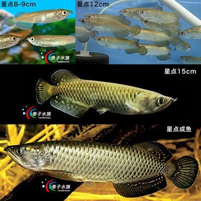 青龍魚和紅龍魚哪個好養活：青龍魚與紅龍魚價格對比,新手養魚常見問題解答