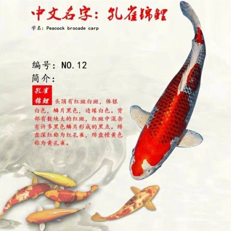丹頂錦鯉日常飲食指南，丹頂錦鯉日常飲食指南和飼養技巧，丹頂錦鯉飼養技巧