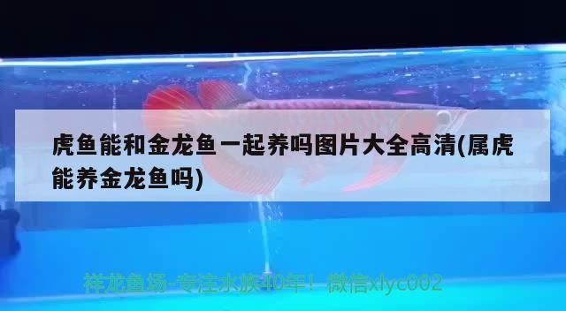 泰國虎 虎魚能和金龍魚一起養嗎圖片大全高清(屬虎能養金龍魚嗎) 虎魚百科 虎魚能和金龍魚一起養嗎圖片大全高清(屬虎能養金龍魚嗎) 虎魚能和金龍魚一起養嗎圖片大全高清(屬虎能養金龍魚嗎) 虎魚百科