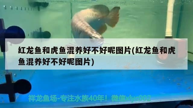 紅龍魚和虎魚混養好不好呢圖片(紅龍魚和虎魚混養好不好呢圖片)