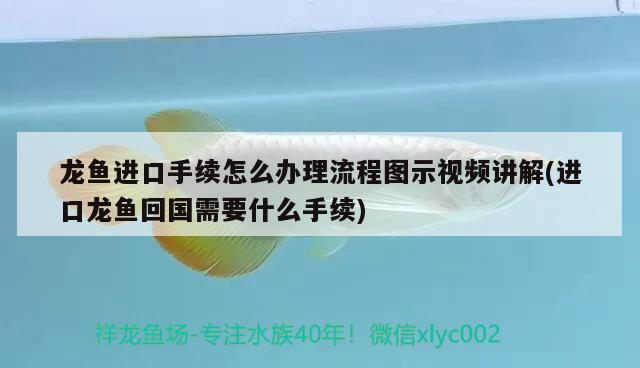 金龍魚吃什么食物對應的發色好，金龍魚吃什么發色好