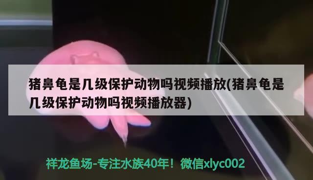 豬鼻龜是幾級保護動物嗎視頻播放(豬鼻龜是幾級保護動物嗎視頻播放器)
