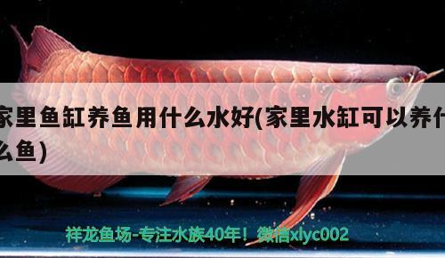 魚缸龍虎配什么魚最好(一條龍魚配幾條虎魚合適)