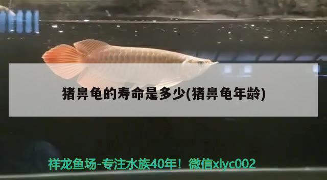 豬鼻龜?shù)膲勖嵌嗌?豬鼻龜年齡)