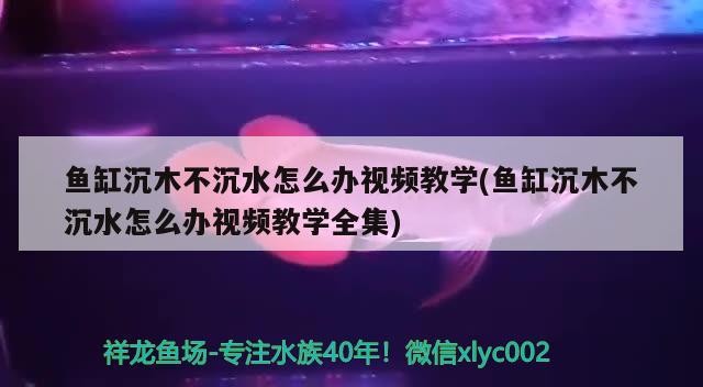 魚缸沉木不沉水怎么辦視頻教學(魚缸沉木不沉水怎么辦視頻教學全集) 魚缸沉木不沉水怎么辦視頻教學(魚缸沉木不沉水怎么辦視頻教學全集) 魟魚百科