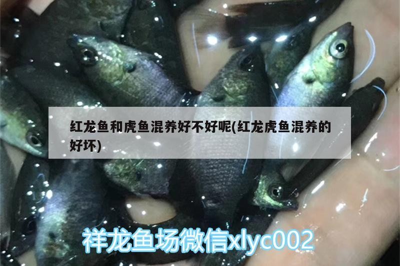 紅龍魚和虎魚混養好不好呢(紅龍虎魚混養的好壞)